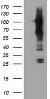 ERIC-1 / TACC3 Antibody (clone OTI6H4, Carrier-free)