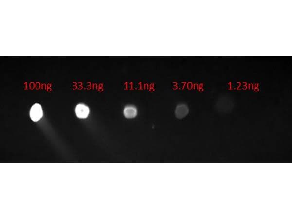 Goat Anti-Human IgG Fc Secondary Antibody (FITC)