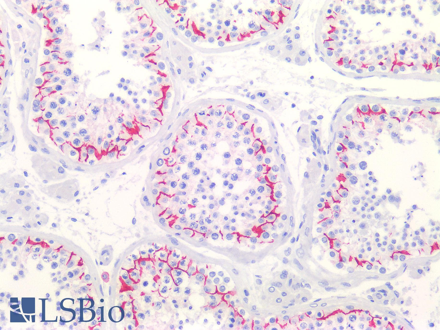 IHC-plus™ Polyclonal Rabbit anti-Human CLDN11 / Claudin 11 Antibody (C-Terminus, IHC, WB)