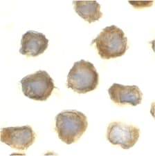 Tlr11 Antibody