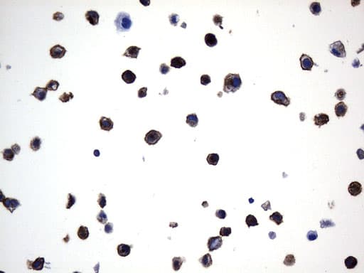 MME / CD10 Antibody (aa411-750, clone UMAB236)