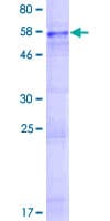 Human P2RY14 / GPR105 Protein (Recombinant GST)