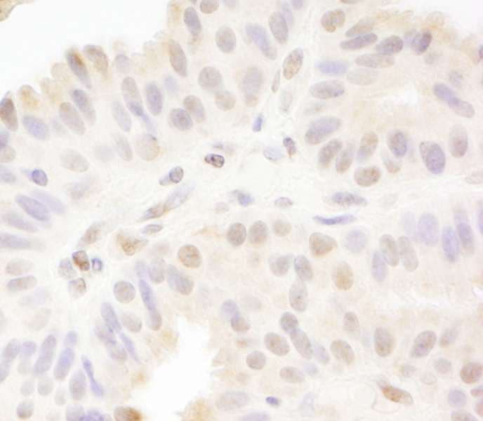 MAML1 Antibody (aa1000-C-term)