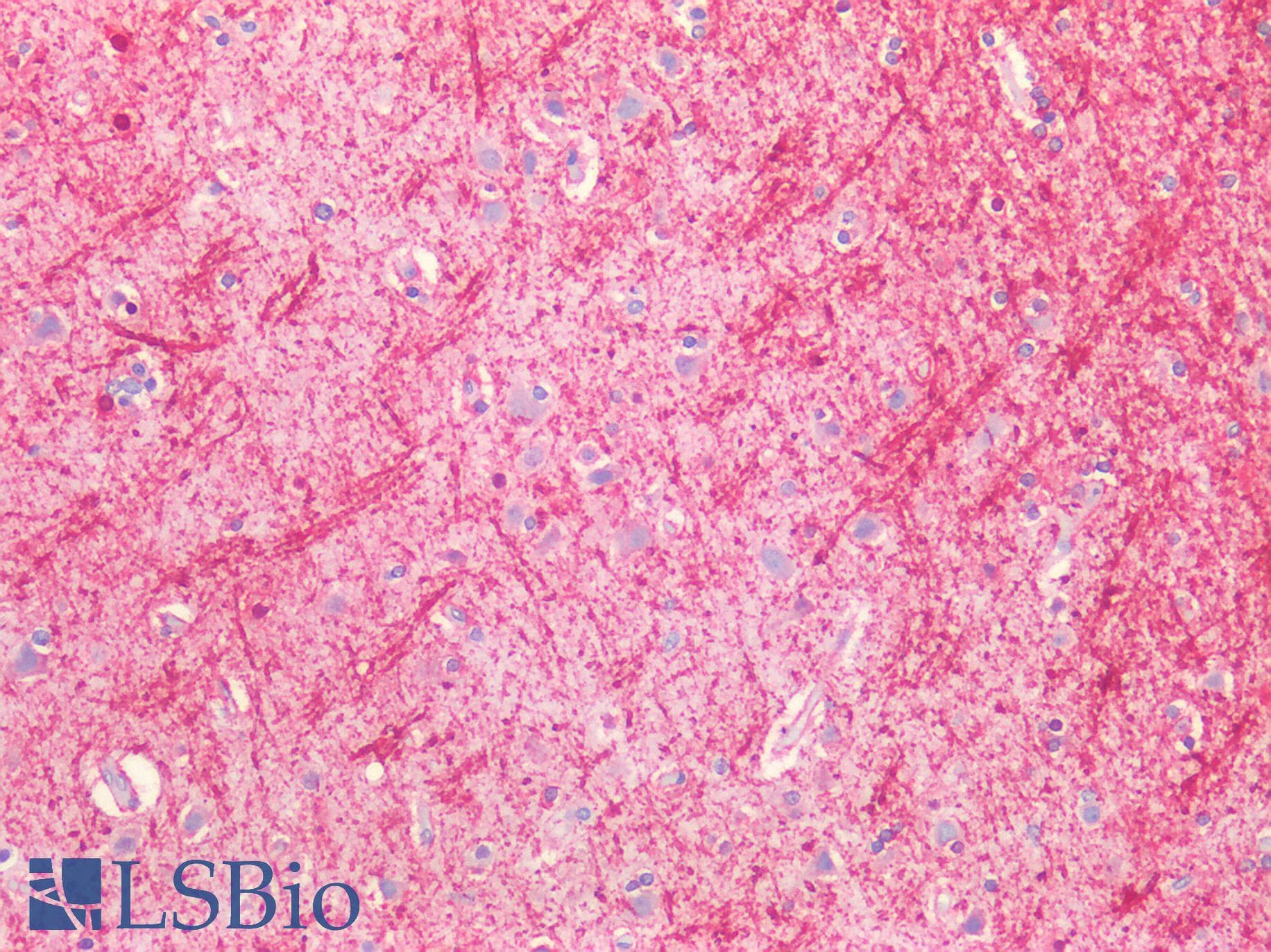 IHC-plus™ MBP / Myelin Basic Protein Antibody