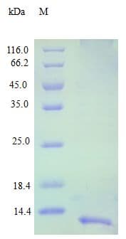 Human BLC / CXCL13 Protein (Recombinant)