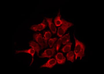 OR2W3 Antibody
