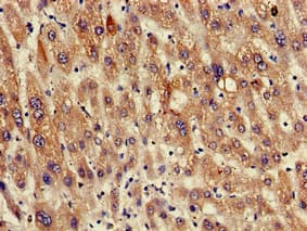 RGS19 Antibody
