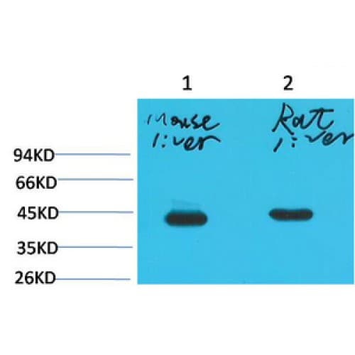 HAO1 Antibody (clone Mix)