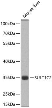 SULT1C2 / Sulfotransferase 1C2 Antibody