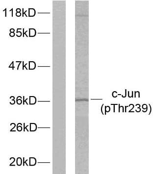 JUN / c-Jun Antibody (phospho-Thr239)