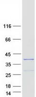 Human SNRNP35 Protein (Recombinant Myc-DDK (Flag))