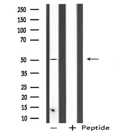 SERGEF Antibody