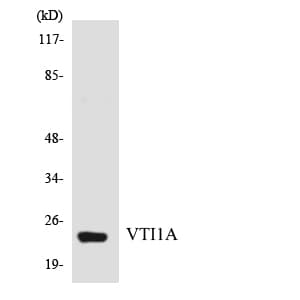 IHC-plus™ VTI1A Antibody (aa21-70)