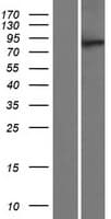 MTMR10 Protein (Over-Expression Lysate Myc-DDK (Flag))