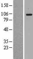Human MANBA Protein (Over-Expression Lysate Myc-DDK (Flag))