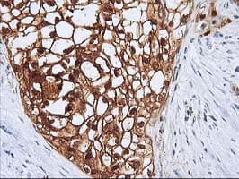 SERPINB4 / SCCA1+2 Antibody (clone OTI4C10, Carrier-free)