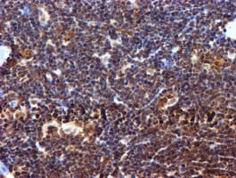 TIP48 / RUVBL2 Antibody (aa113-370, clone OTI1H10, Carrier-free)
