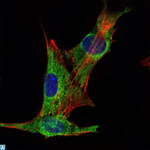 INHA / Inhibin Alpha Antibody