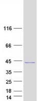 Human ALS2CL Protein (Recombinant Myc-DDK (Flag))