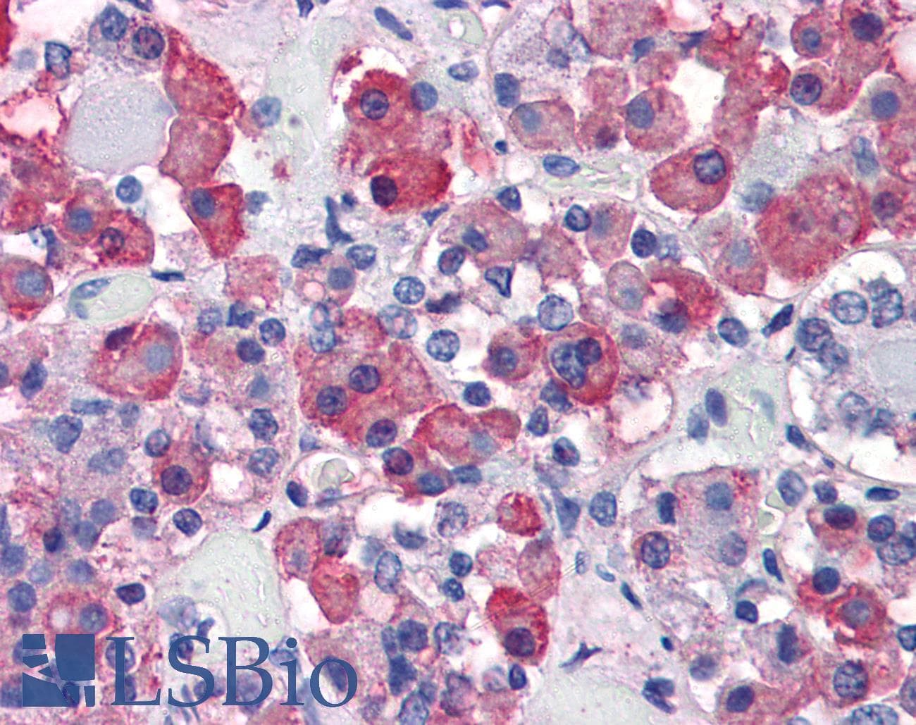 IHC-plus™ Monoclonal Mouse anti-Human GH / Growth Hormone Antibody (clone G3H5, IHC, WB)
