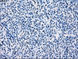 CD32A Antibody (clone OTI9C6, Carrier-free)