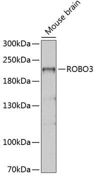 Polyclonal Rabbit anti-Human ROBO3 Antibody (WB)