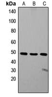 IHC-plus™ Polyclonal Rabbit anti-Human ZIC1+2+3 Antibody (Internal, IHC, IF, WB)