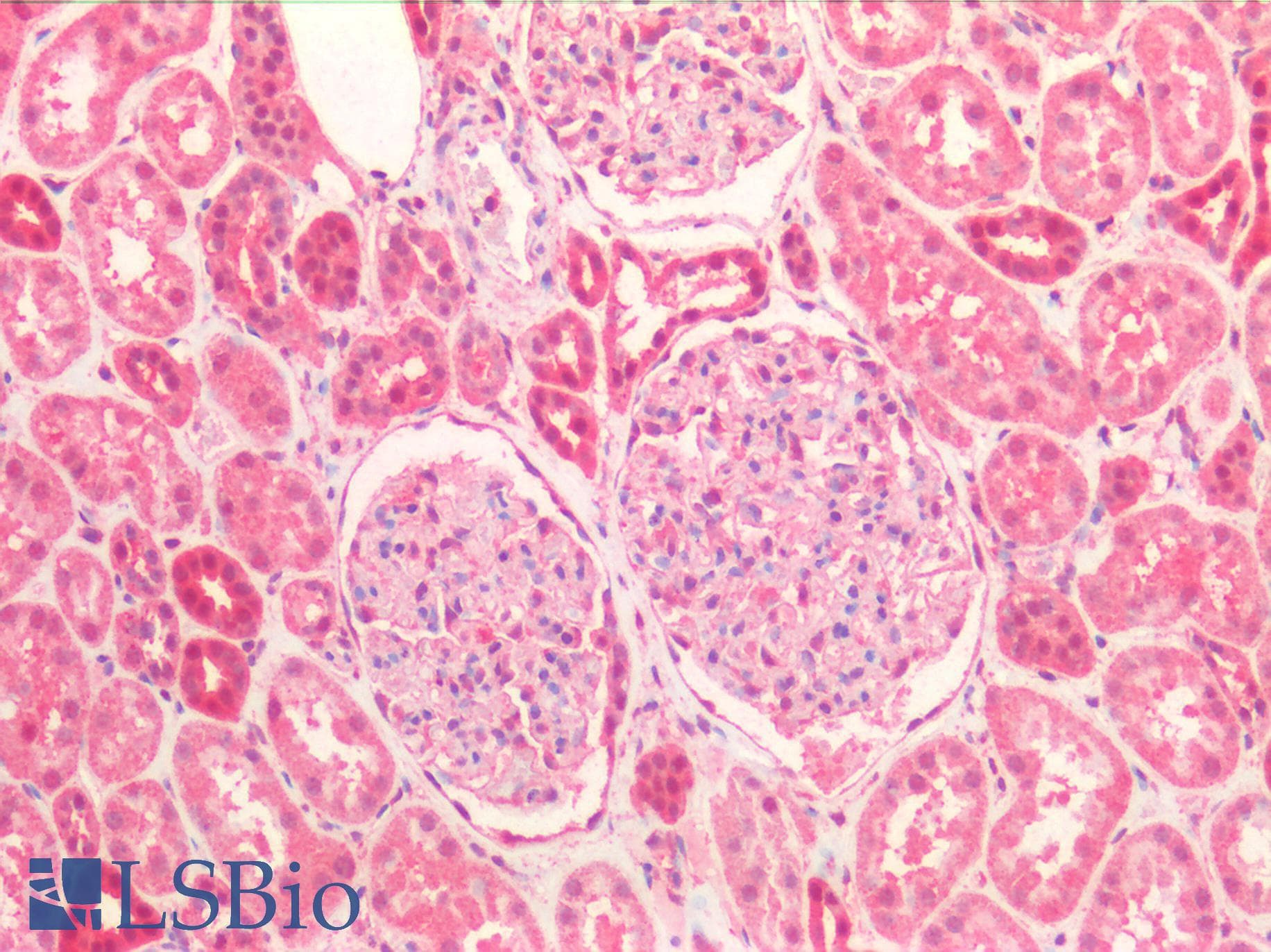PathPlus™ BCL10 / BCL-10 Antibody (aa5-19)