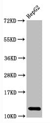 HIST1H2AB Antibody