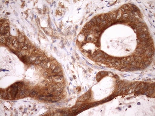 ASB8 Antibody (clone OTI3A12)
