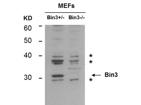 BIN3 Antibody (clone 3A4)