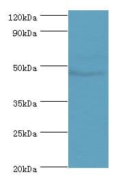 SYT4 Antibody (aa38-190)