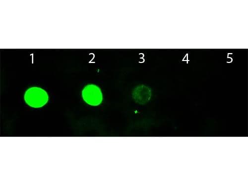 Chicken Anti-Goat IgG Secondary Antibody (FITC)