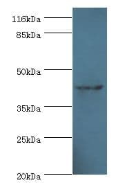 USP12 Antibody (FITC)