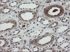 PDIA3 / ERp57 Antibody (clone OTI3E1)