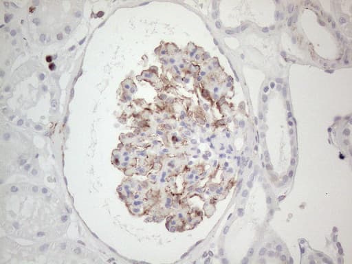 Peripherin Antibody (clone UMAB202, Carrier-free)