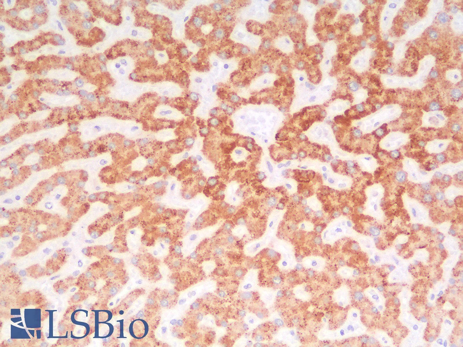 PathPlus™ AMACR / P504S Antibody (aa 297-394, clone AMACR/2748R)