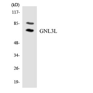 GNL3L Antibody (aa57-106)