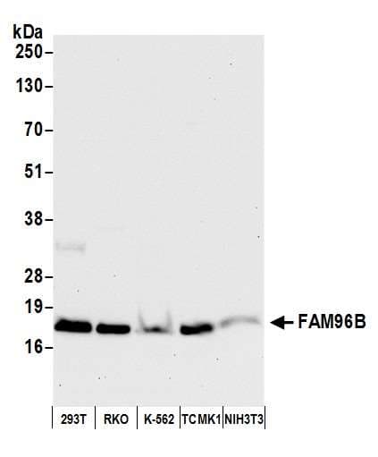 Polyclonal Rabbit anti-Human FAM96B Antibody (aa1-50, WB)