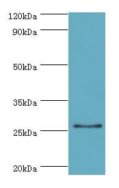 GSTA4 Antibody (aa93-222)