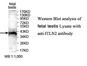 ITLN2 / Intelectin 2 Antibody (aa39-175)