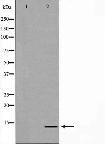 GABARAP Antibody