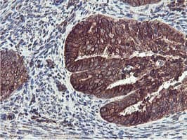 ILVBL Antibody (clone OTI2F1, Carrier-free)