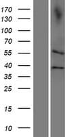 CDC20B Protein (Over-Expression Lysate Myc-DDK (Flag))