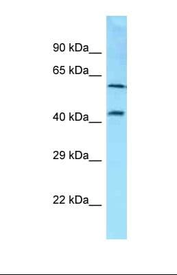 SDC3 / Syndecan 3 Antibody (C-Terminus)