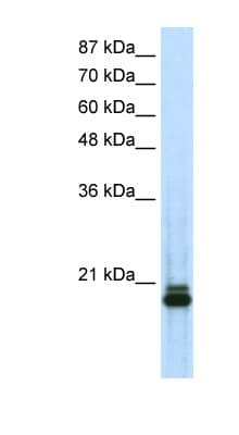 SAP18 Antibody (aa30-79)