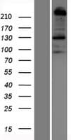 PLXNB1 / Plexin-B1 Protein (Over-Expression Lysate Myc-DDK (Flag))