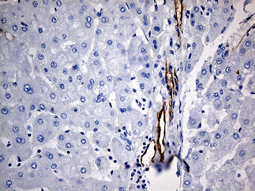 Monoclonal Mouse anti-Human CD34 Antibody (clone OTI8F11, aa312-385, IHC, WB)