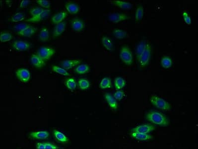 C4orf3 Antibody (aa1-44)