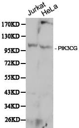PIK3CG / PI3K Gamma Antibody